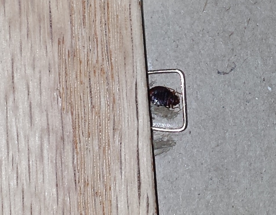 Lutikka piilossa taulun takana.